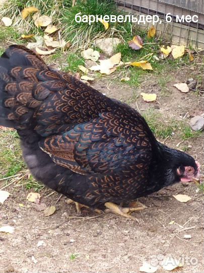 Инкубационное яйцо