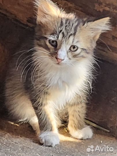 Сибирские котята