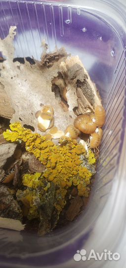 Мокрицы Cubaris murina 