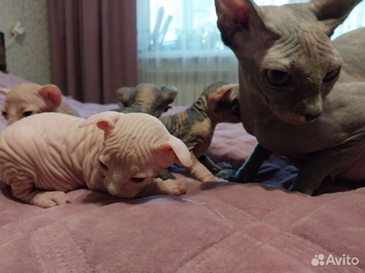 Канадский сфинкс котята