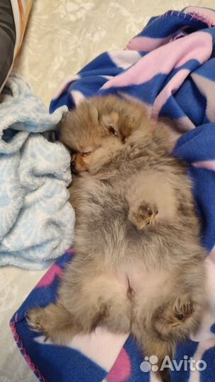 Померанский шпиц мини девочка