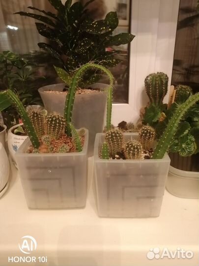 Композиция в горшке. Кактусы