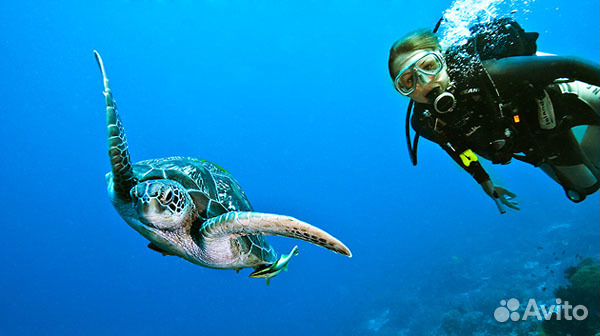 Дайвинг обучение,выдача международного сертификата