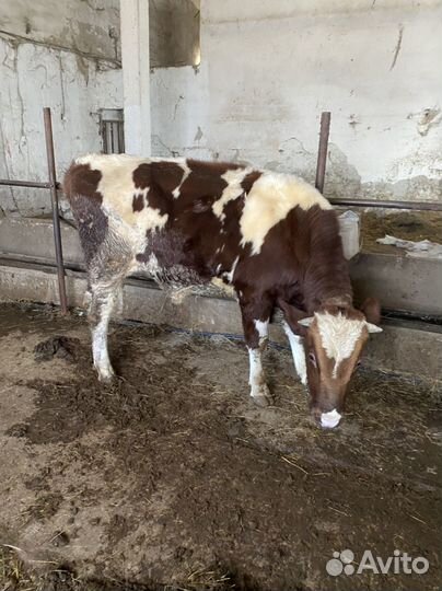 Продам Бычков на докорм