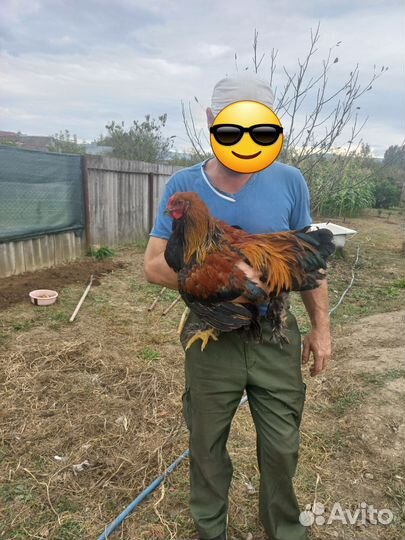 Молодые петухи