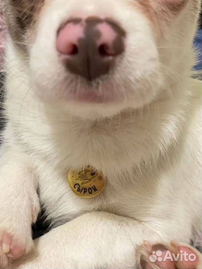 Адресники для собак