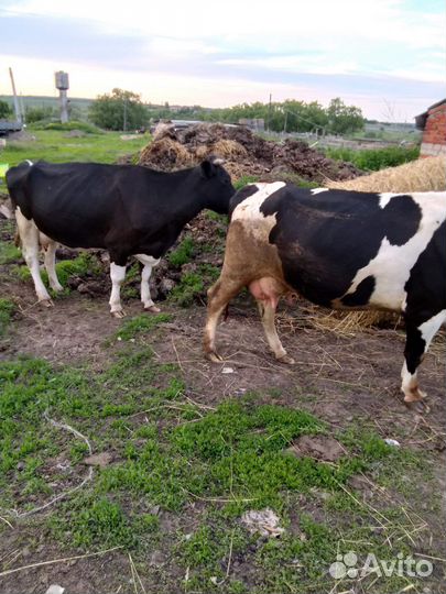 Коровы дойные молочные