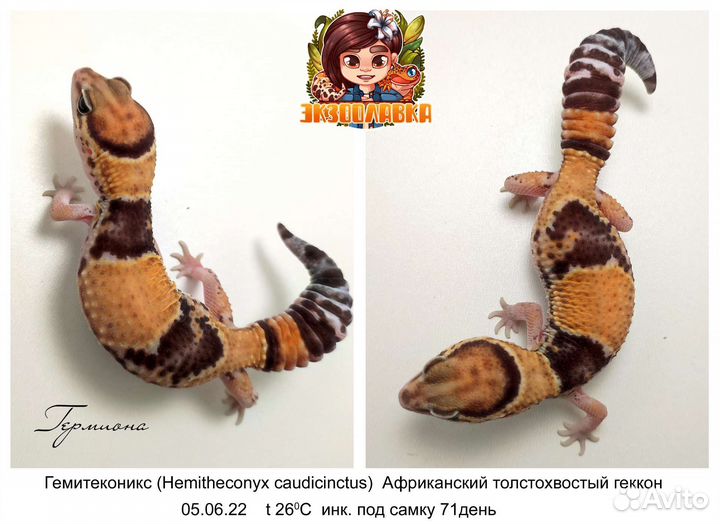Леопардовый геккон