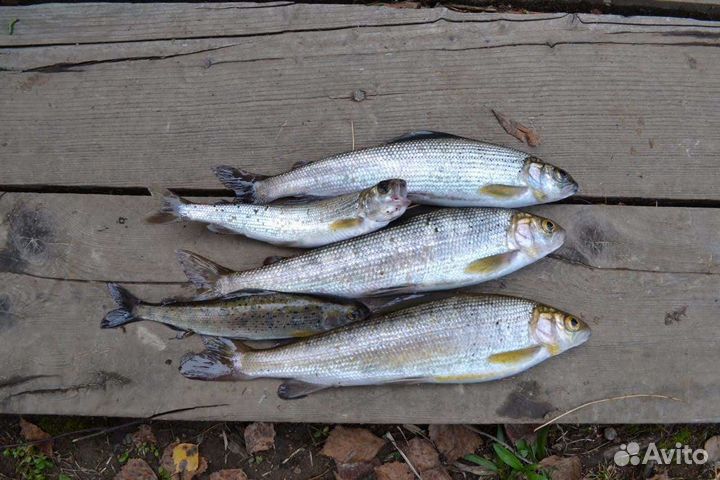 Семейный поход-рыбалка на Казыр