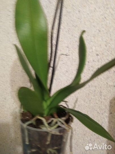 Сортовая цветущая орхидея San Sebastian