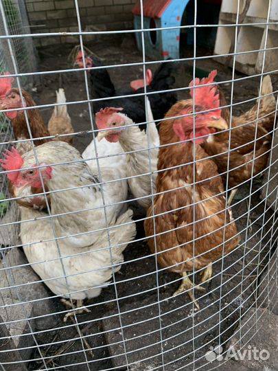 Куры несушки