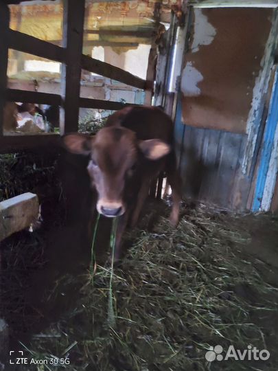 Телята телочки