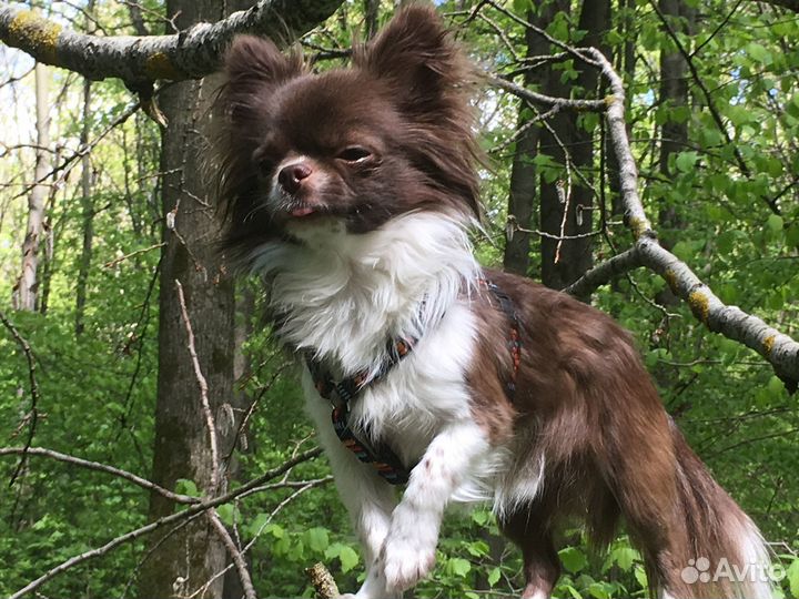 Кобель чихуахуа для вязки