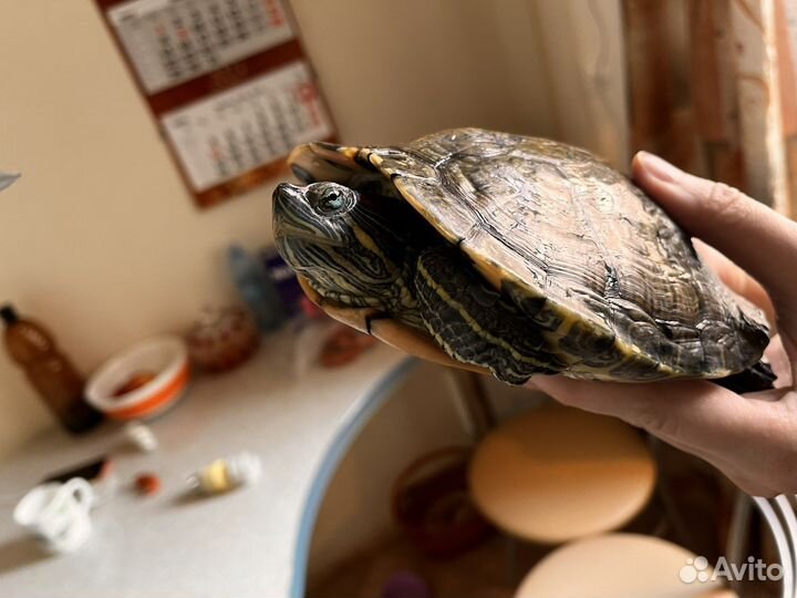 Черепаха с аквариумом