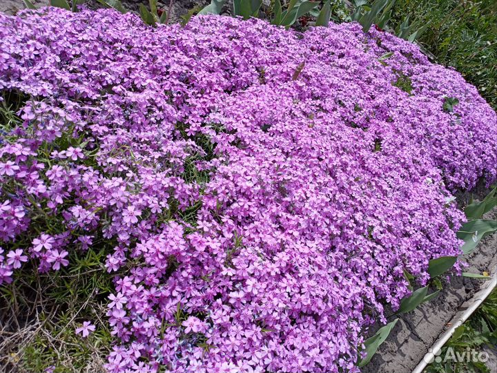 Флокс шиловидный