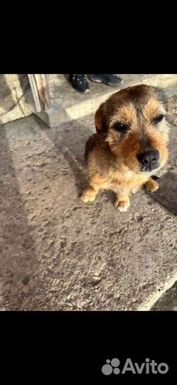 Собака в добрые руки отдам бесплатно