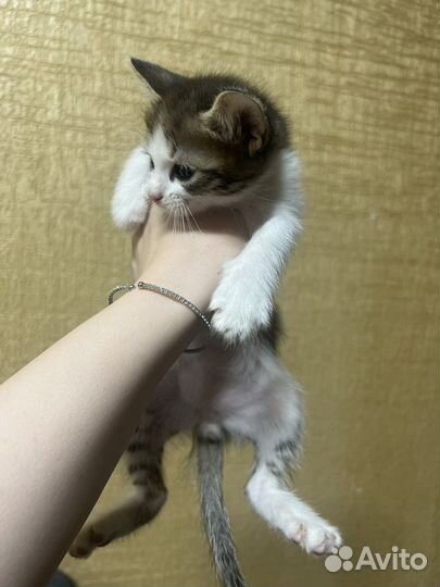 Котята в добрые руки бесплатно