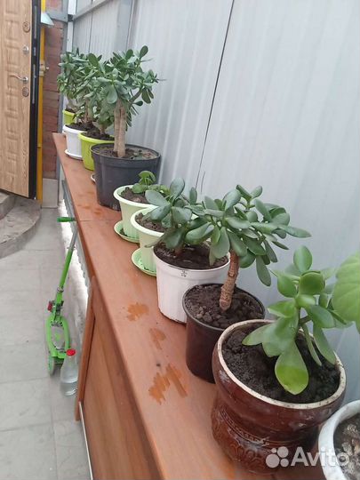 Денежное дерево