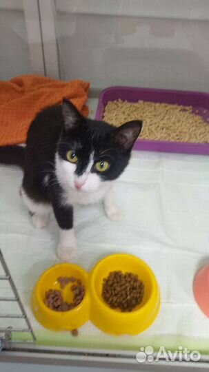 Котёнок девочка 6 месяцев