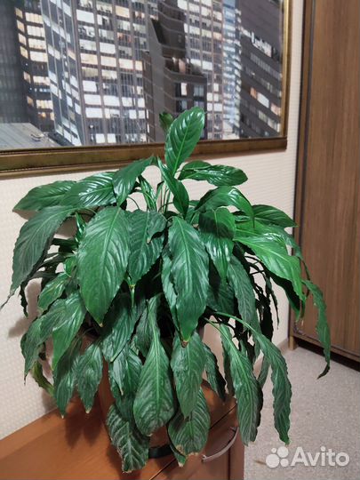 Комнатные растения цветы большие