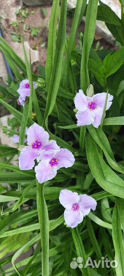 Многолетник- Традесканция садовая цвета разные