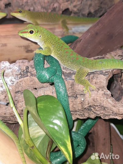 Фельзума грандис