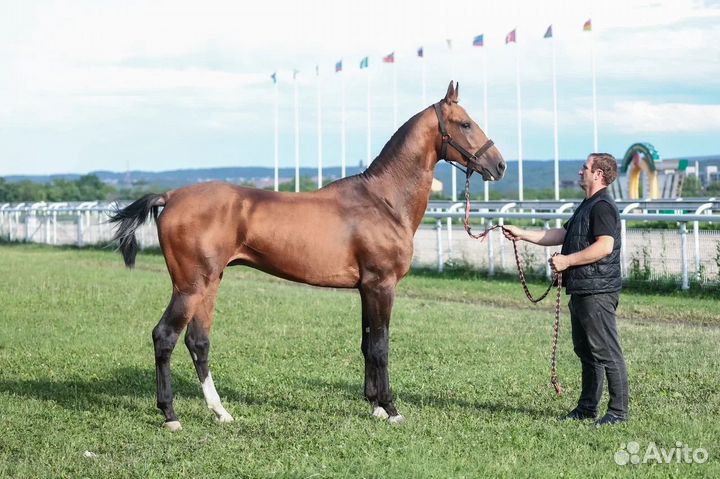 Продажа ахалтекинских лошадей