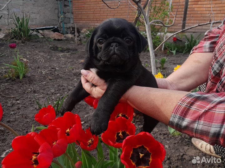 Щенки мопса