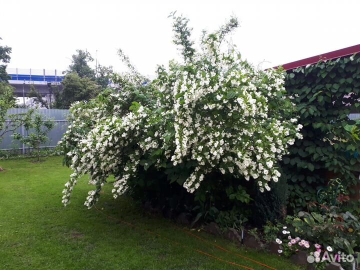 Саженцы калины,жасмина,черноплодки