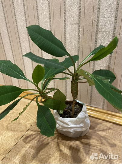 Молочай беложилковый