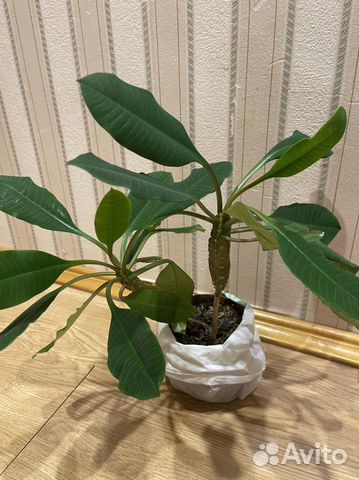 Молочай беложилковый