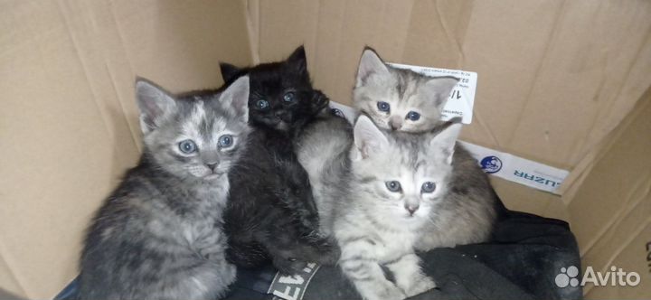 Котята