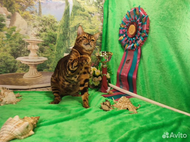Бенгальский кот вязка
