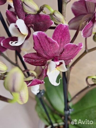Орхидея фаленопсис мультифлора 2 цв