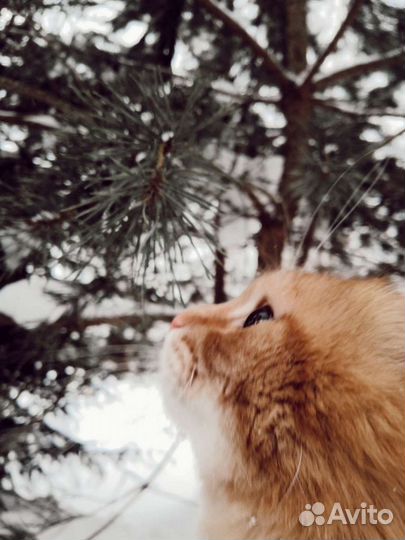 Рыженький котик бесплатно