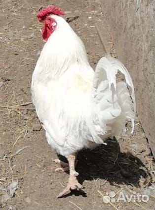 Петухи