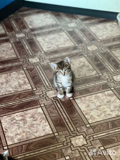 Котенка выбросили на помойку