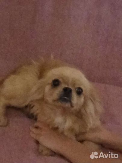 Щенок помесь пекинеса и японского хина