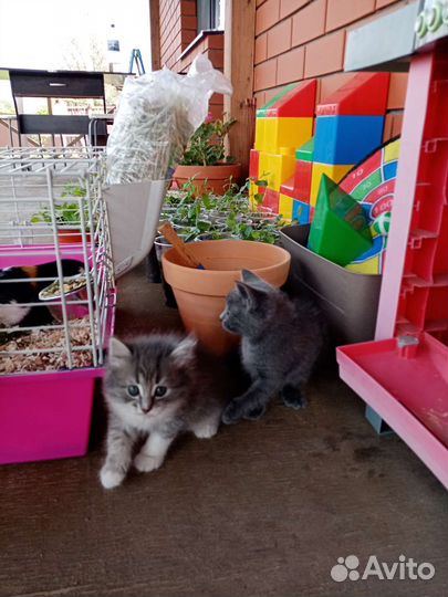 Котята в добрые руки бесплатно