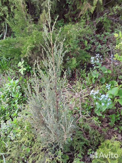 Можжевельник блю эрроу