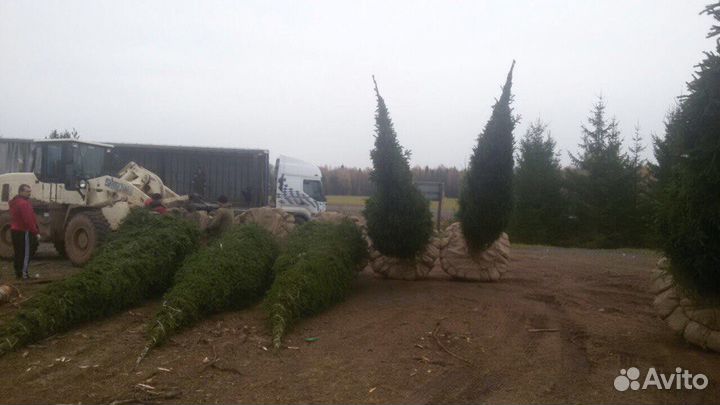Крупномеры ели