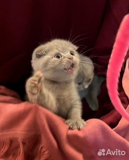 Шотландская