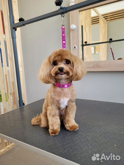 Груминг стрижка собак и кошек