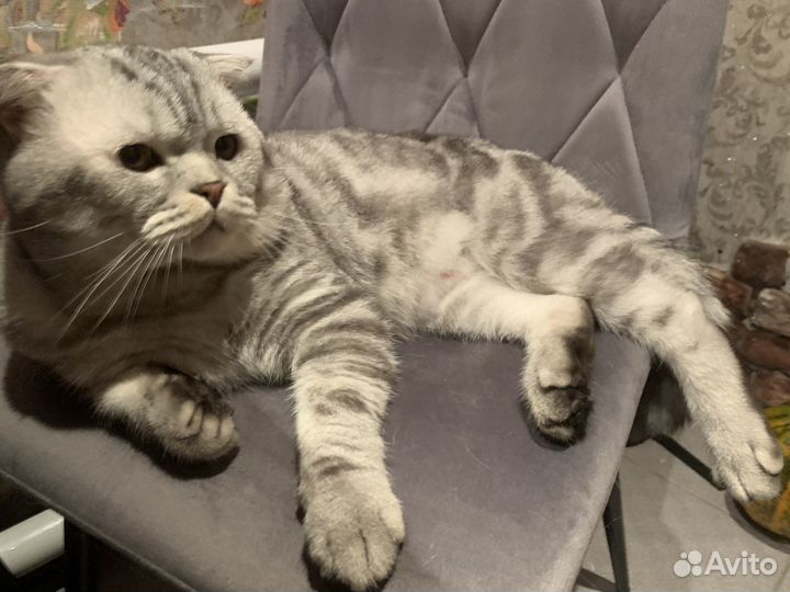 Шотландский кот вязка