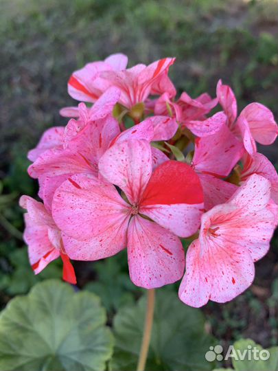 Пеларгония герань зональная