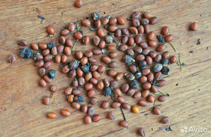 Вашингтония Нитчатая, семена