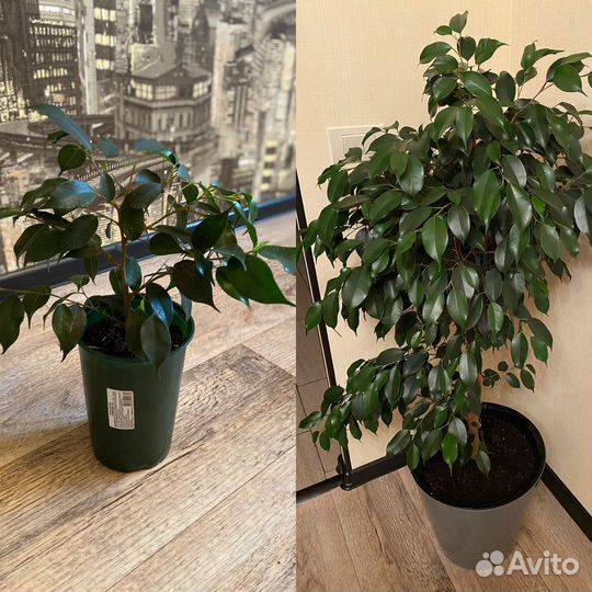 Фикус бенджамина