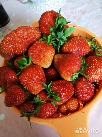 Клубника