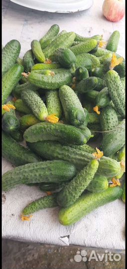Помироды и огурцы