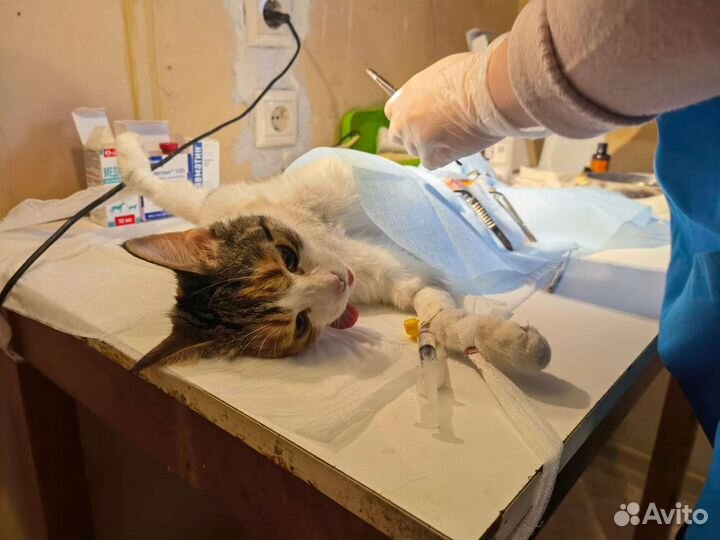 Ветеринарный врач на дом